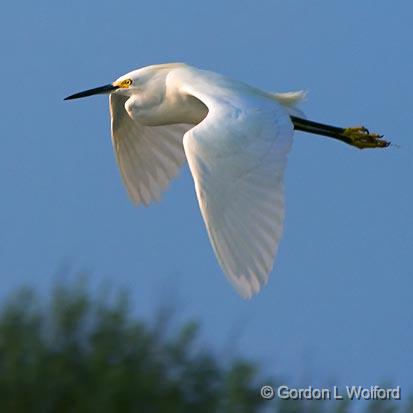 Snowy Egret In Flight_28255.jpg - Snowy Egret (Egretta thula) photographed near Port Lavaca, Texas, USA.